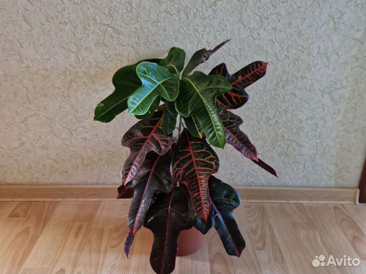 Кротоны в ассортименте