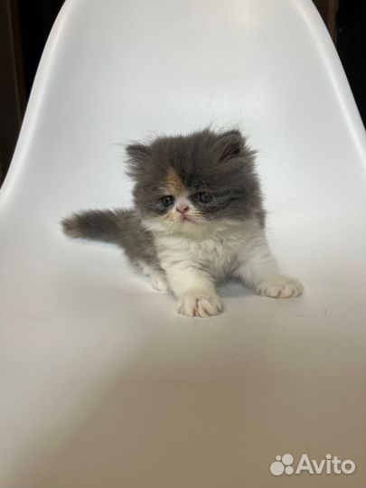 Котенок персидской породы