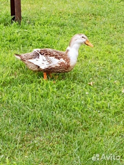 Утка, селезень