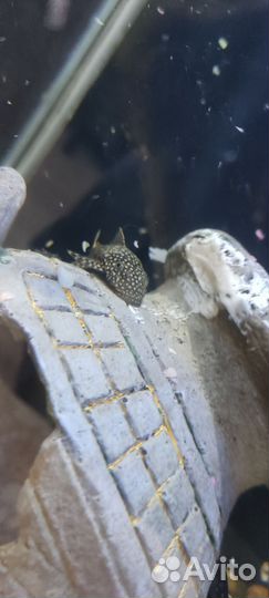 Сомики анциструсы