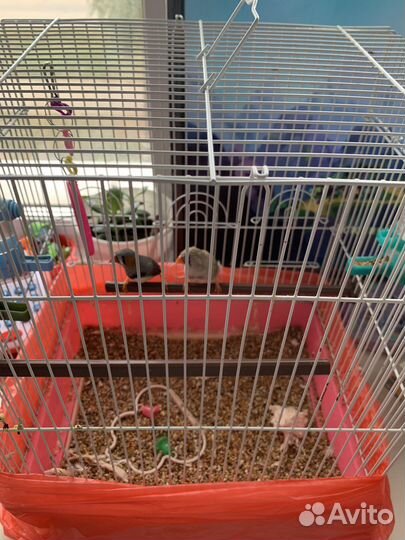 Попугайчики амадины