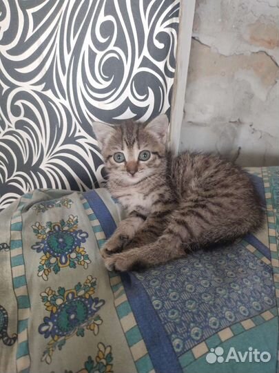 Котенок