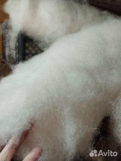 Собачья шерсть