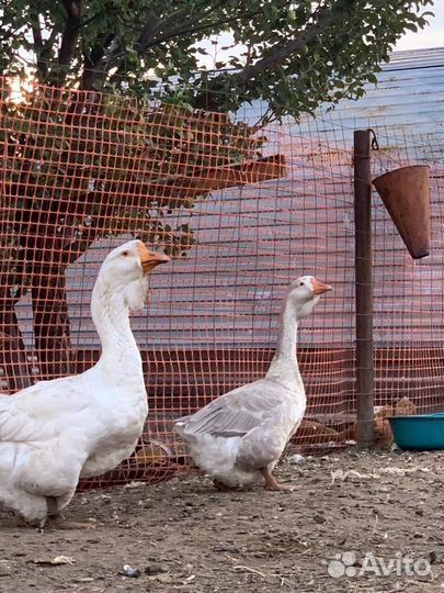 Холмогорские гуси