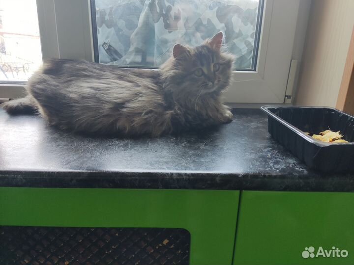 Котята в добрые руки мальчики