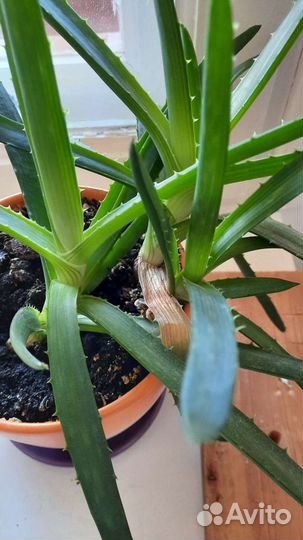 Алоэ столетник