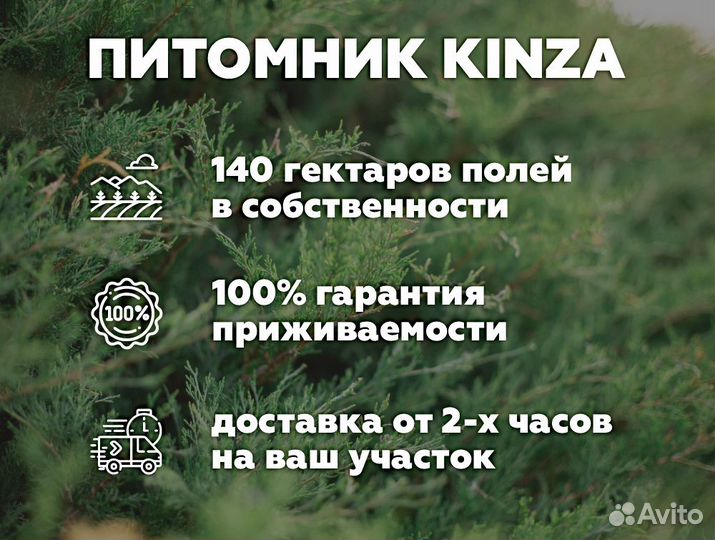 Туя 200 см