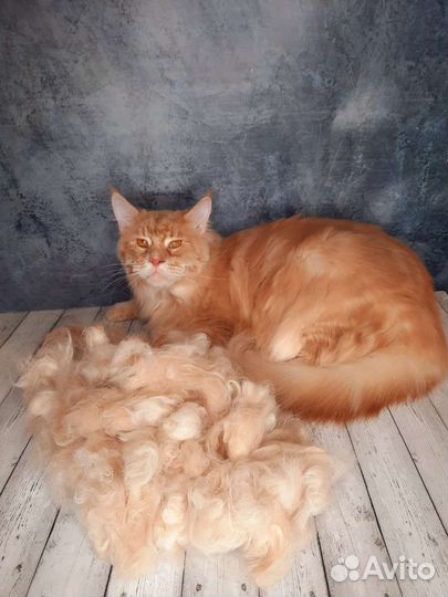 Стрижка, мытье, вычес котов, кошек без наркоза