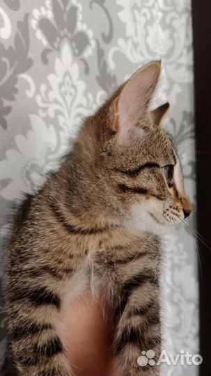 Котенок в добрые руки