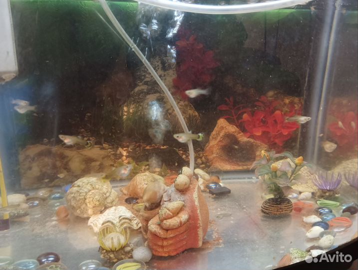 Мальки гуппи