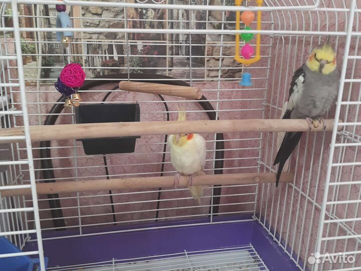 Попугай корелла мальчик и девочка