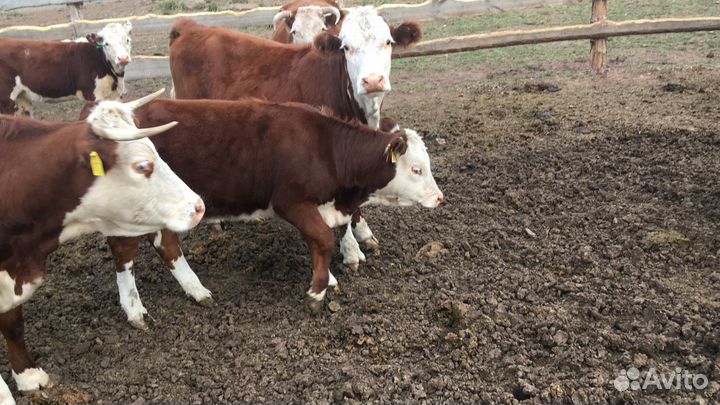 Телки 7-8 месяцев