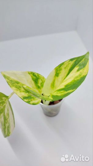 Эпипремнумы (сциндапсусы)