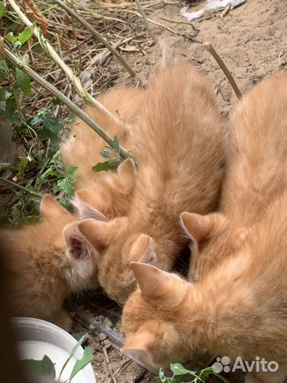 Котята в добрые руки