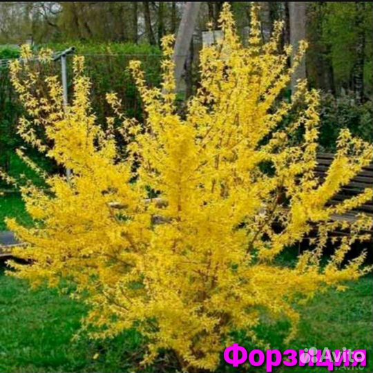 Будлея, рябинник, калина