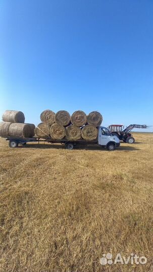 Продам сено