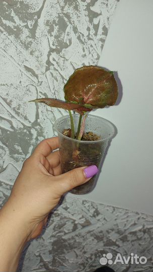 Сингониумы