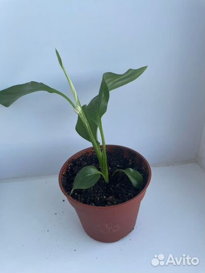 Стапифиллум