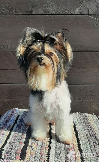 Бивер резерв