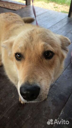 Милаша в добрые руки