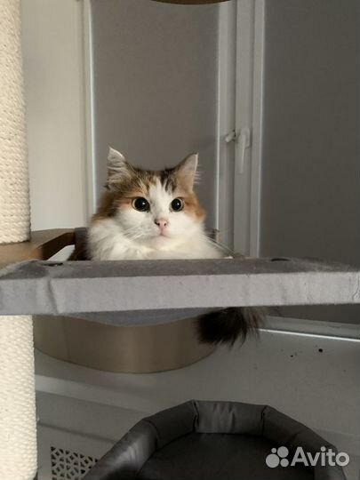 Ищет дом ласковая трёхцветка