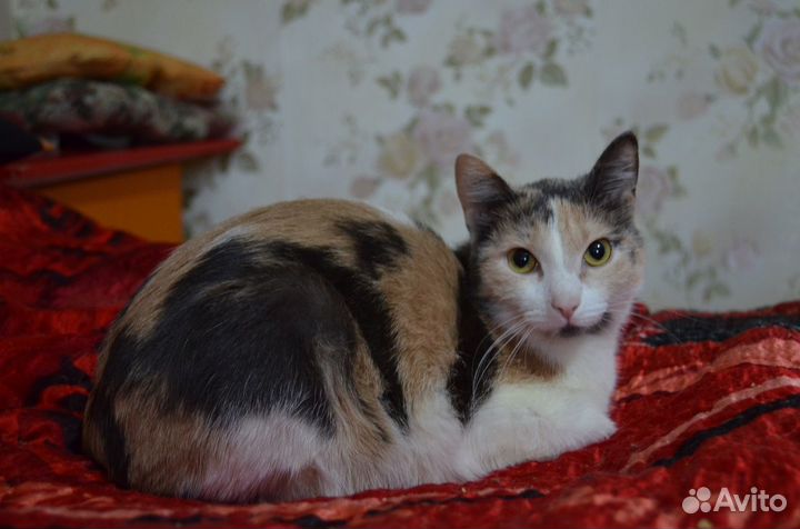 Отдам кошечку 1 год. Стерильная