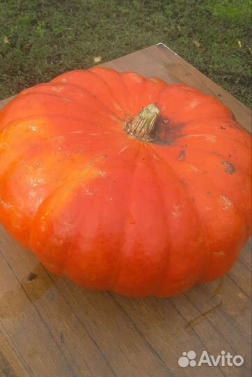 Тыква рассада, саженцы