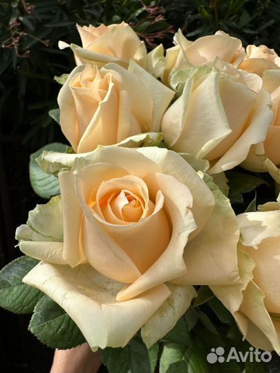 Заказ букетов из роз,доставка