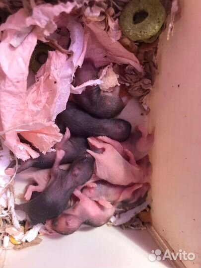 Сирийские хомяки