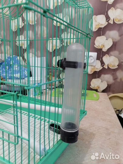 Волнистый попугай