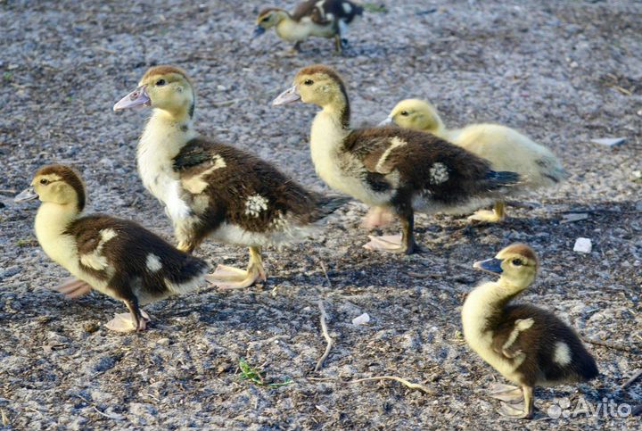 Утята мускусной утки (индоутка)