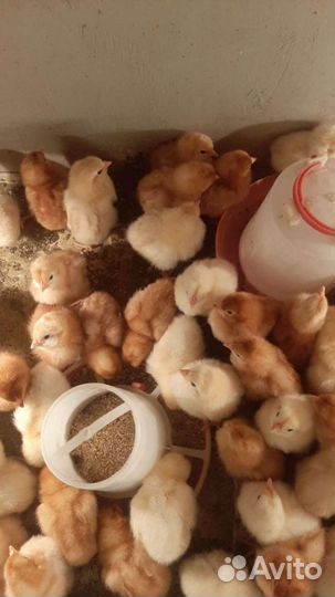 Цыплята, петухи