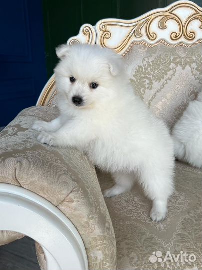 Щенки японского шпица