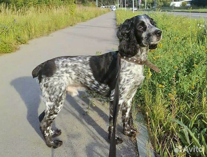 Лорд - русский охотничий спаниель-кастрат в дар