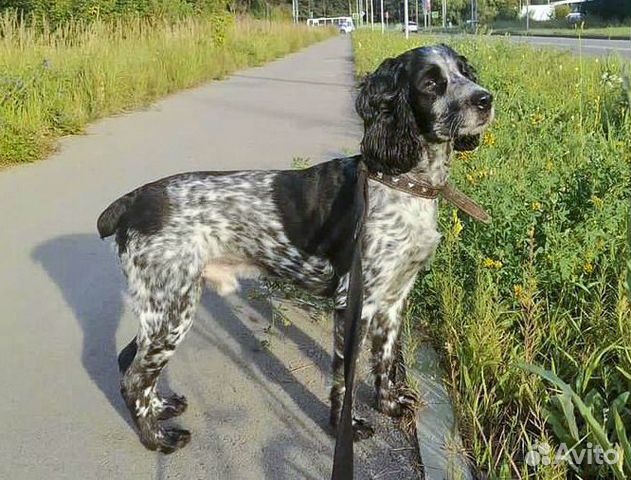 Лорд - русский охотничий спаниель-кастрат в дар