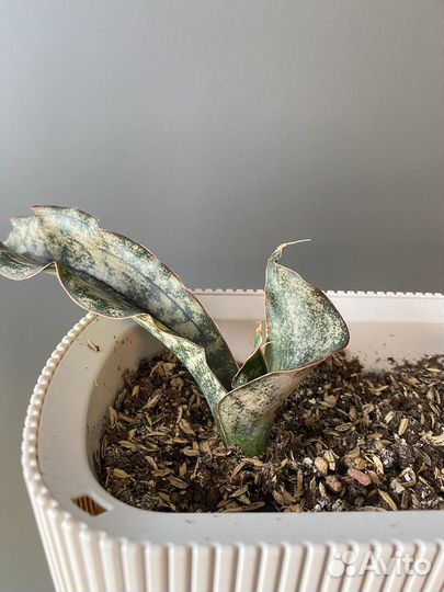 Сансевиерия кирки