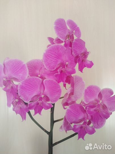 Орхидеи биг лип с деткой