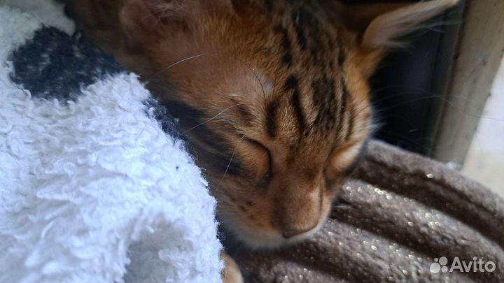 Передержка кошек/котиков