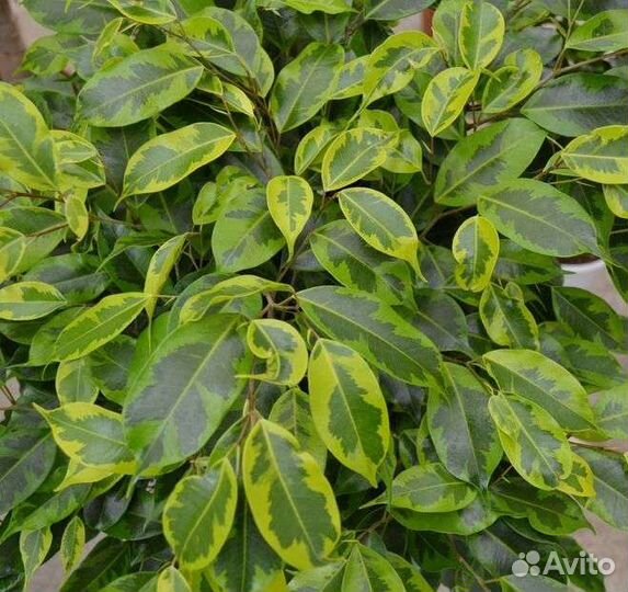 Фикусы Бенджамина