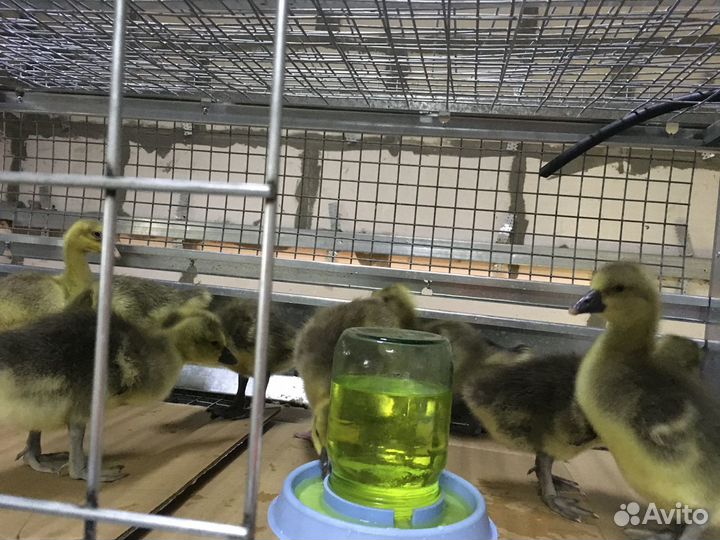 Гусята домашние