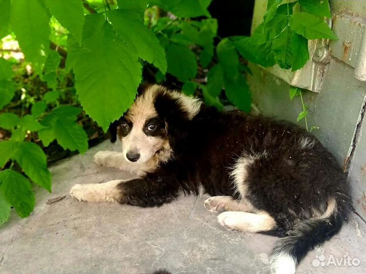 Собака в добрые руки щенок