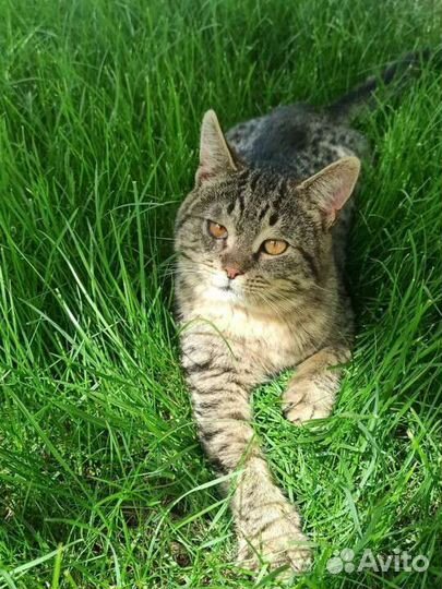 Выживший Степаша