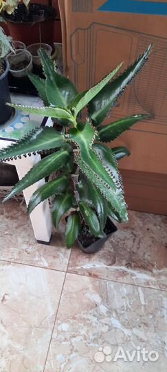 Каланхоэ лечебное