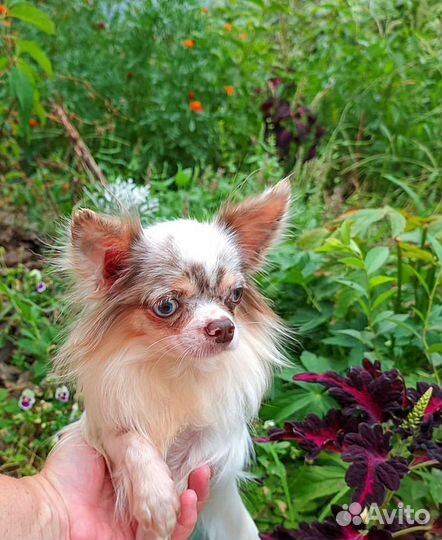 Мини чишка с редким окрасом и голубыми глазами