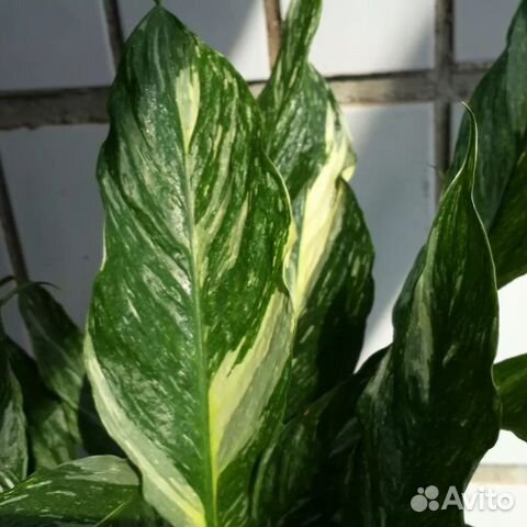 Спатифиллум Diamond. Вариегатный купить в Томске | Товары для дома и ...