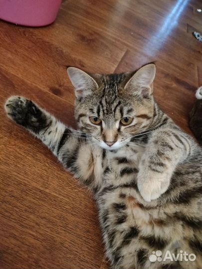 Отдаю кошечку 4 месяца