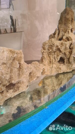 Цихлиды лабидохромис еллоу