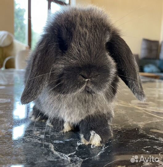 Декоративные кролики