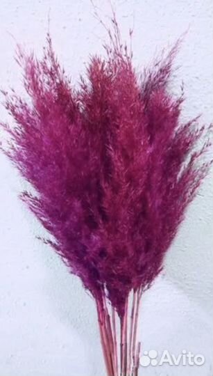 Кортадерия Пампасная трава