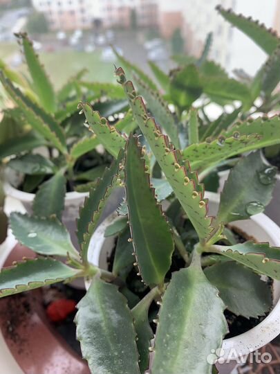 Каланхоэ лечебное